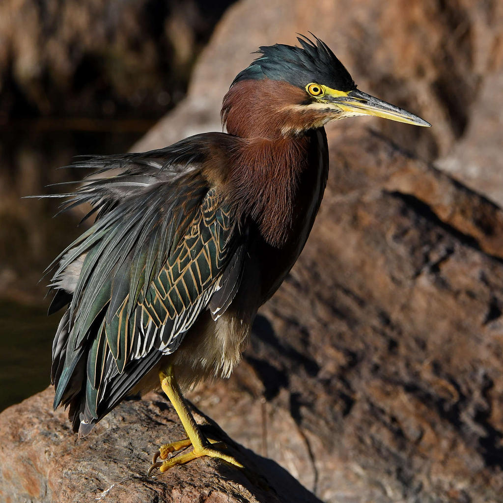 GreenHeron12.jpg