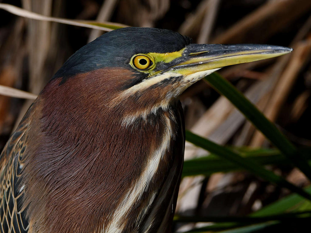 GreenHeron12.jpg