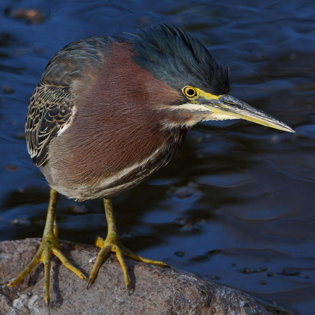 GreenHeron12.jpg