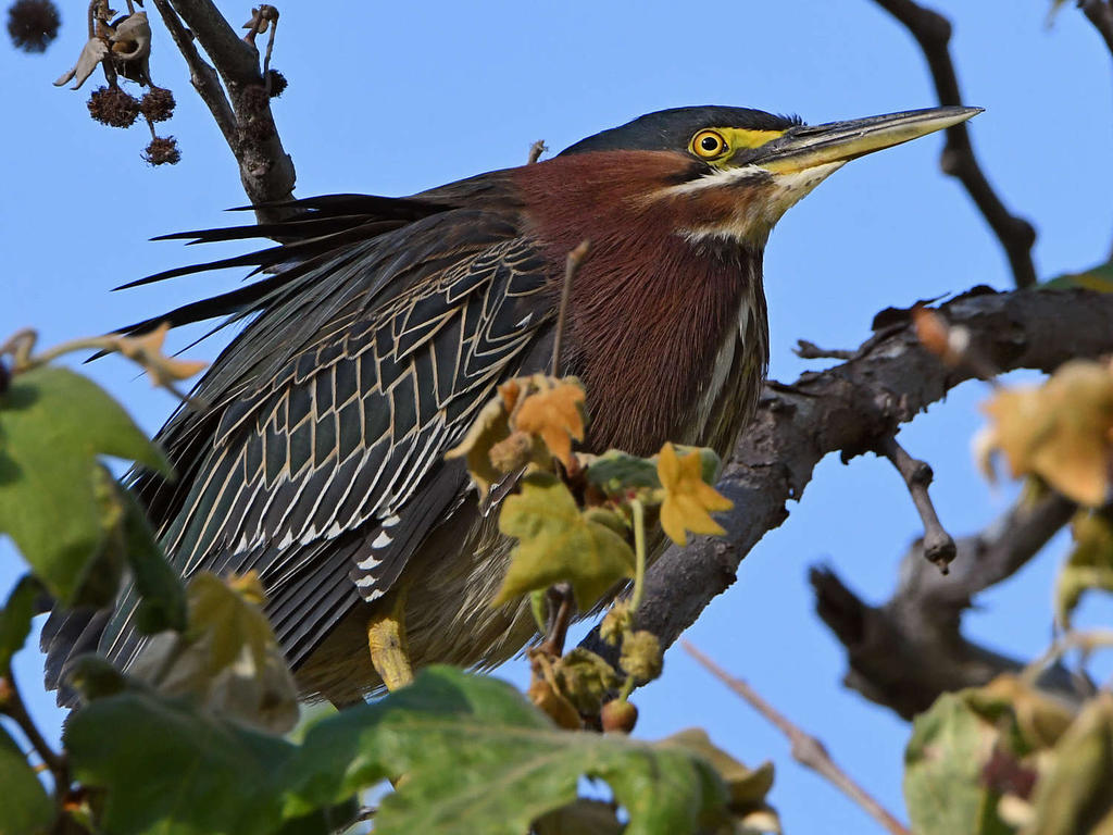 GreenHeron12.jpg