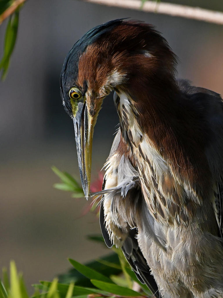 GreenHeron12.jpg