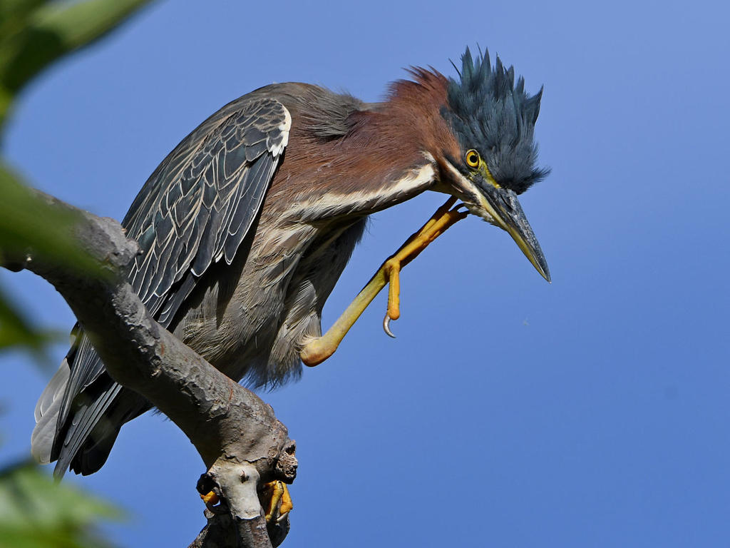 GreenHeron12.jpg