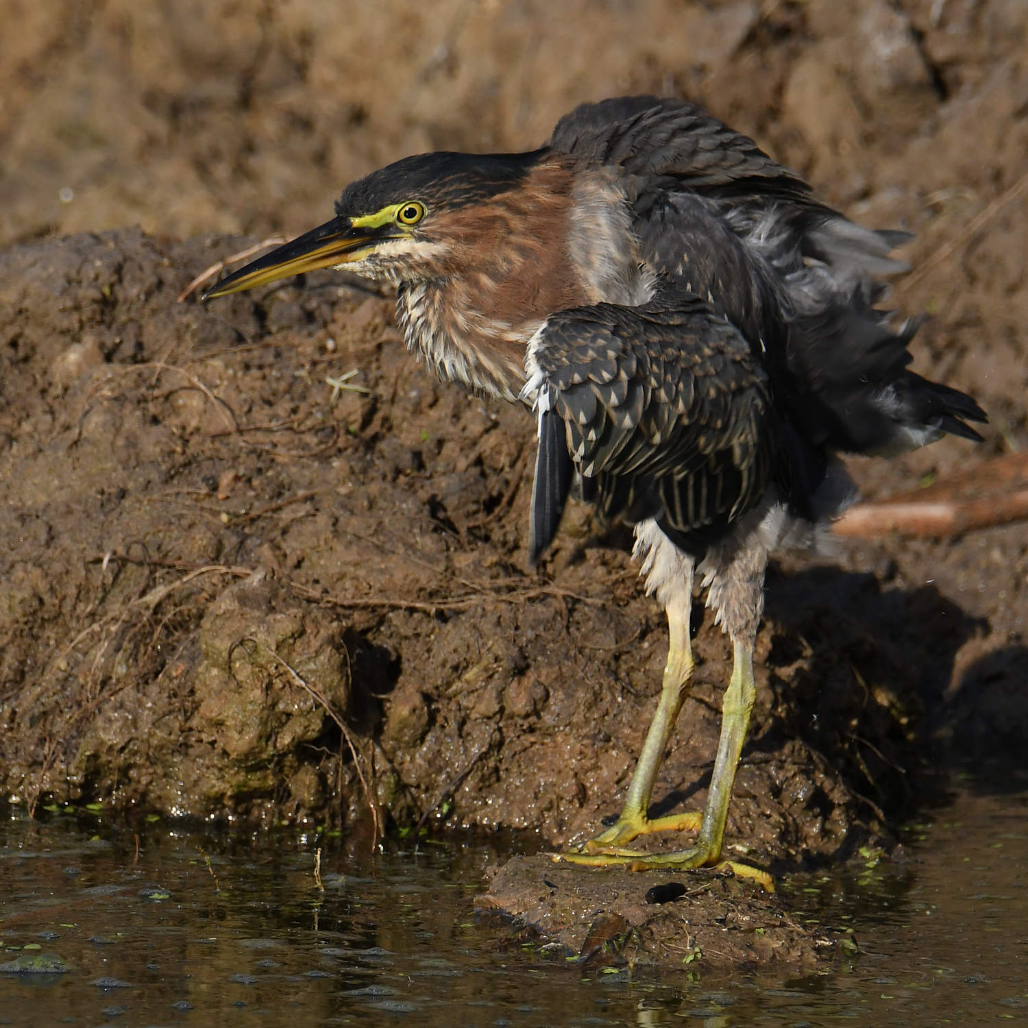 GreenHeron12.jpg