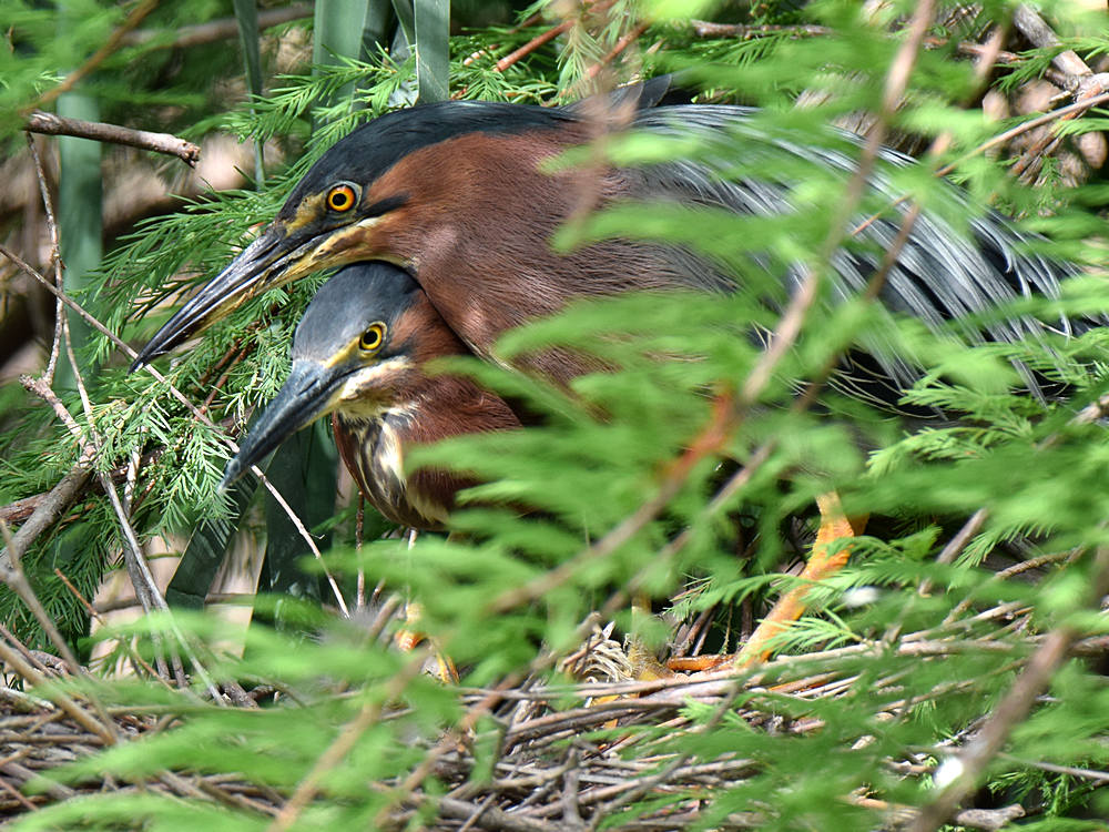 GreenHeron13.jpg