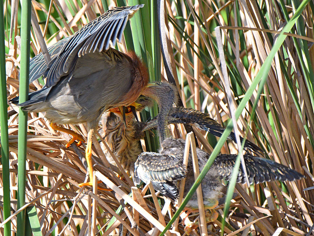 GreenHeron13.jpg