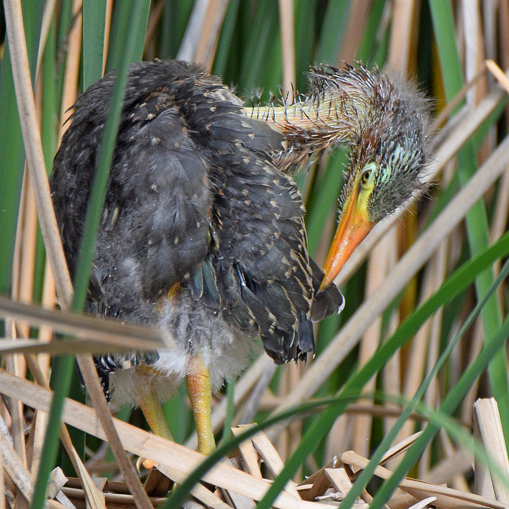 GreenHeron13.jpg