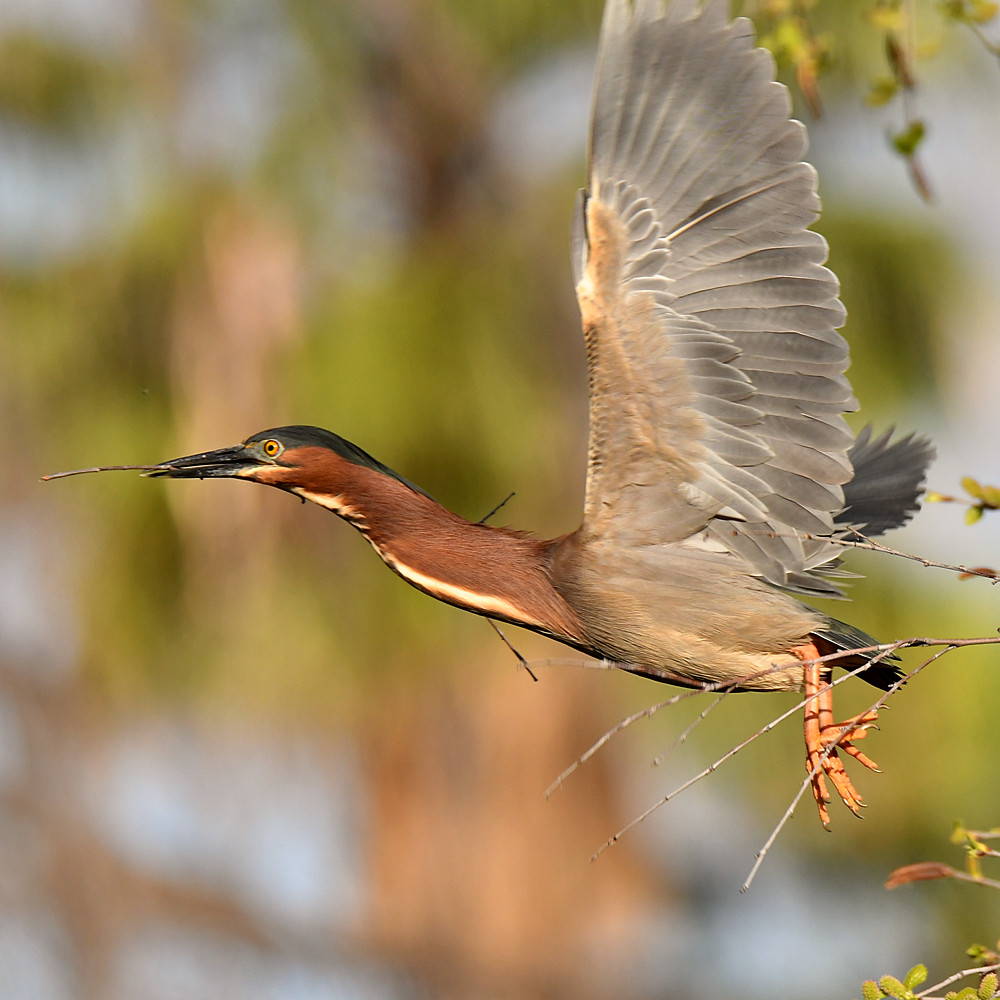 GreenHeron13.jpg