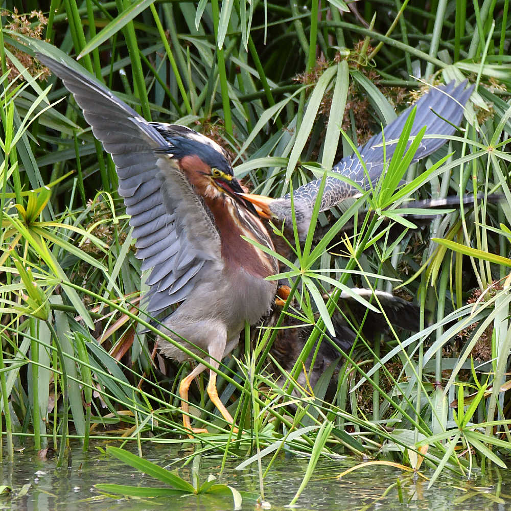 GreenHeron13.jpg