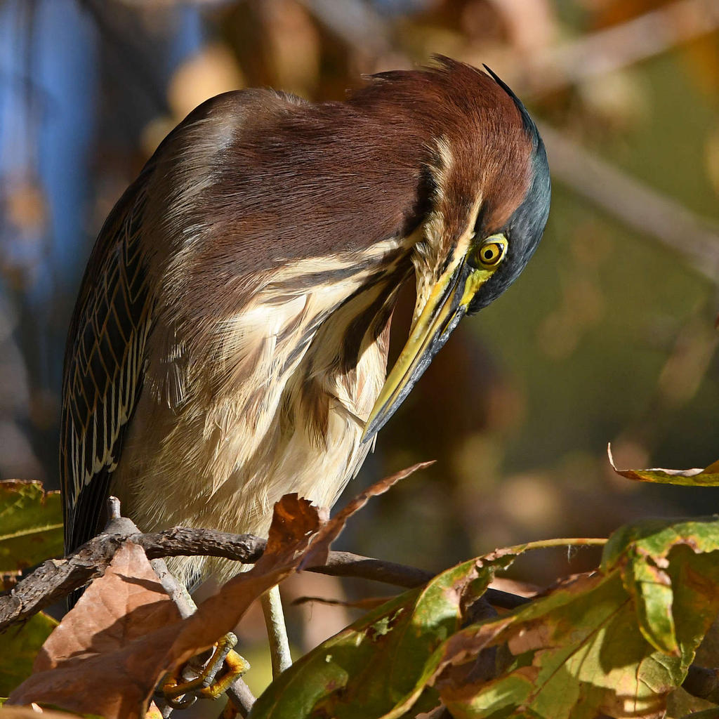 GreenHeron13.jpg