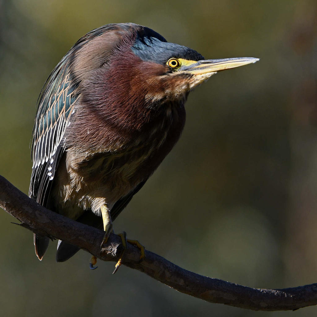 GreenHeron13.jpg