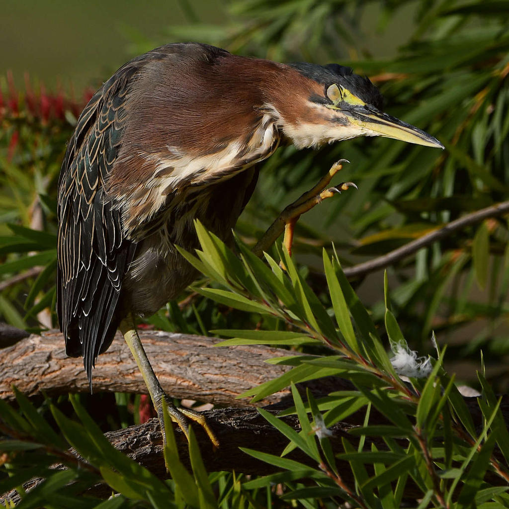 GreenHeron13.jpg
