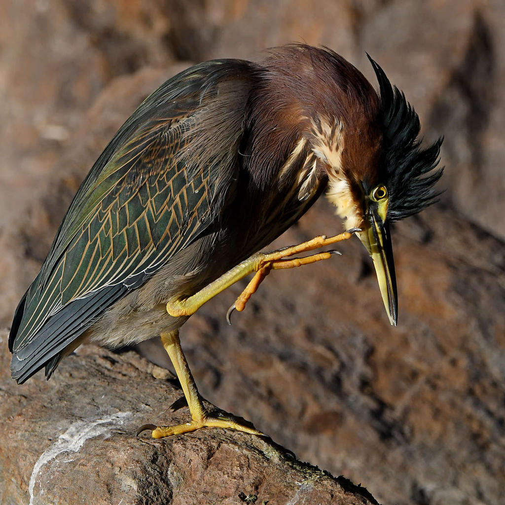 GreenHeron13.jpg
