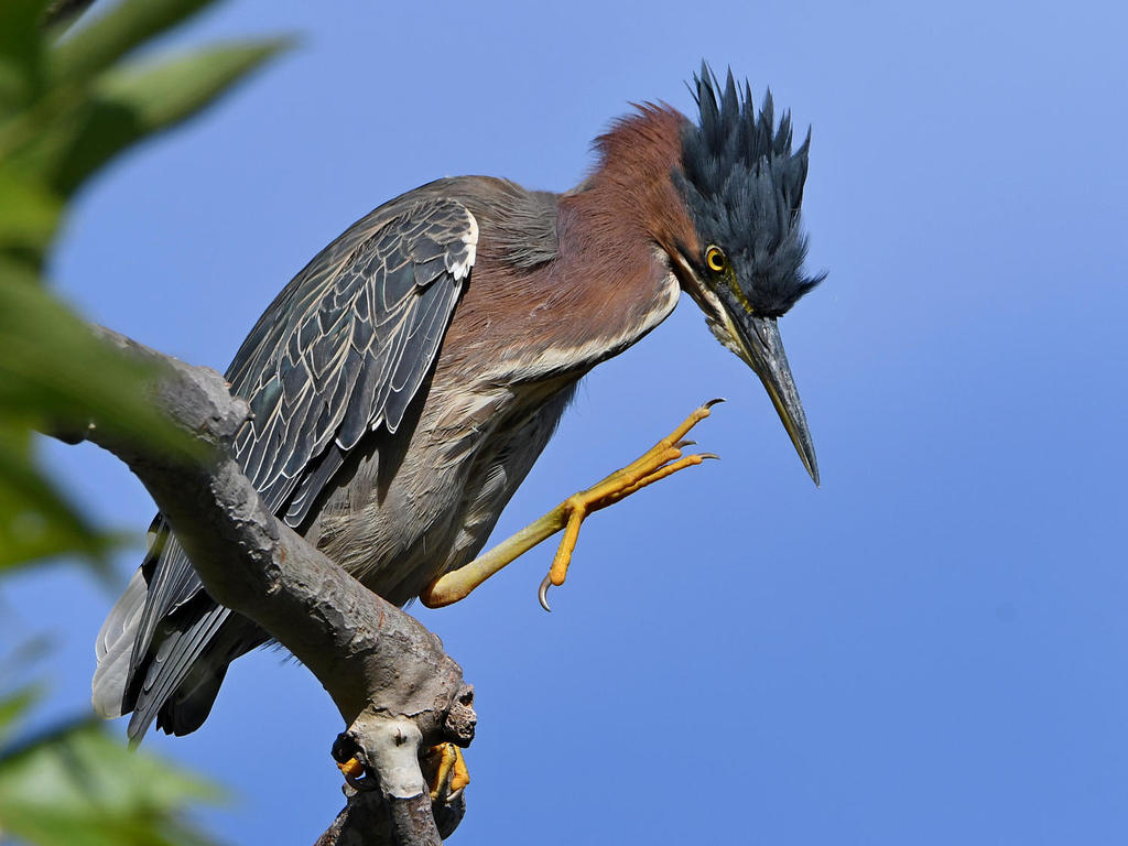 GreenHeron13.jpg