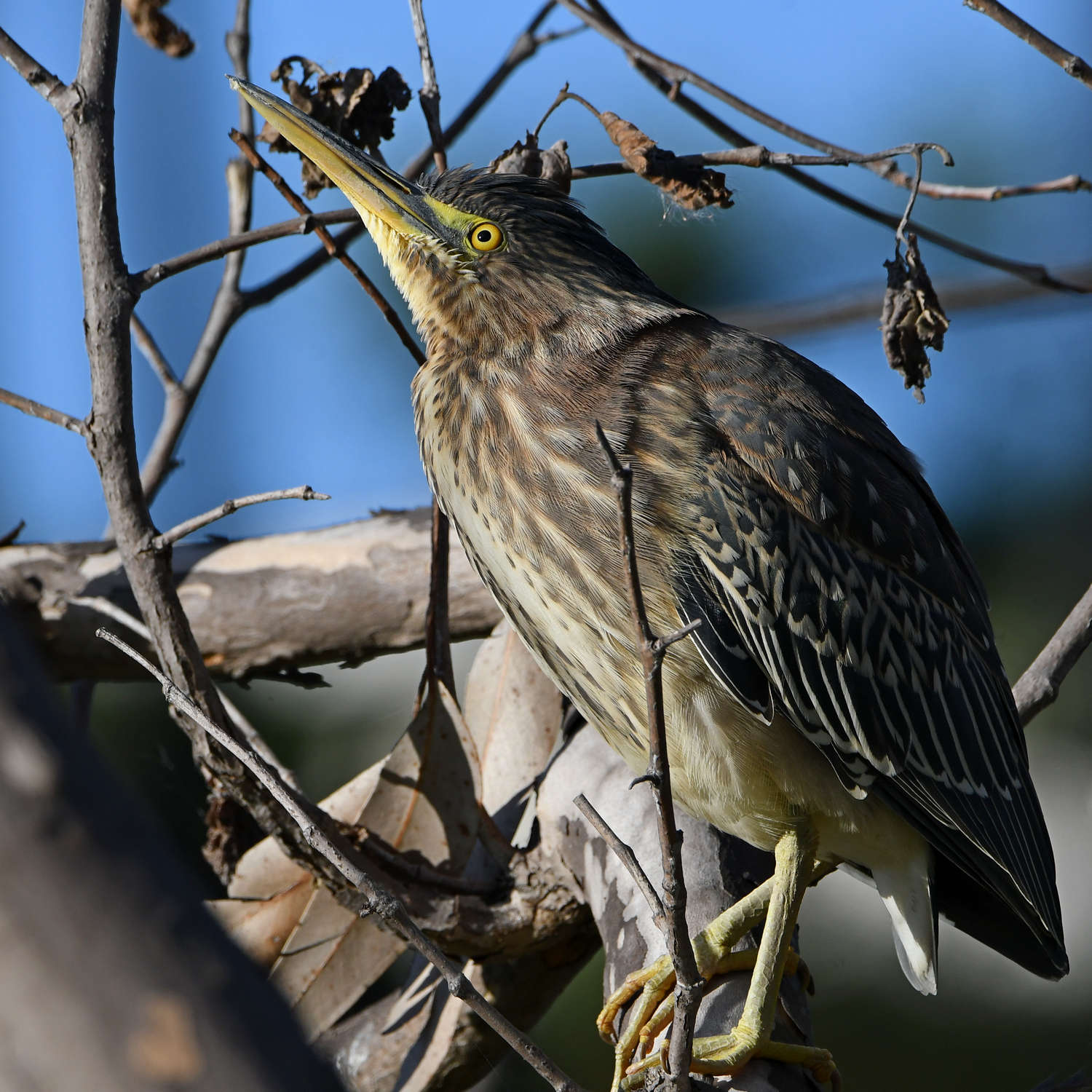 GreenHeron13.jpg