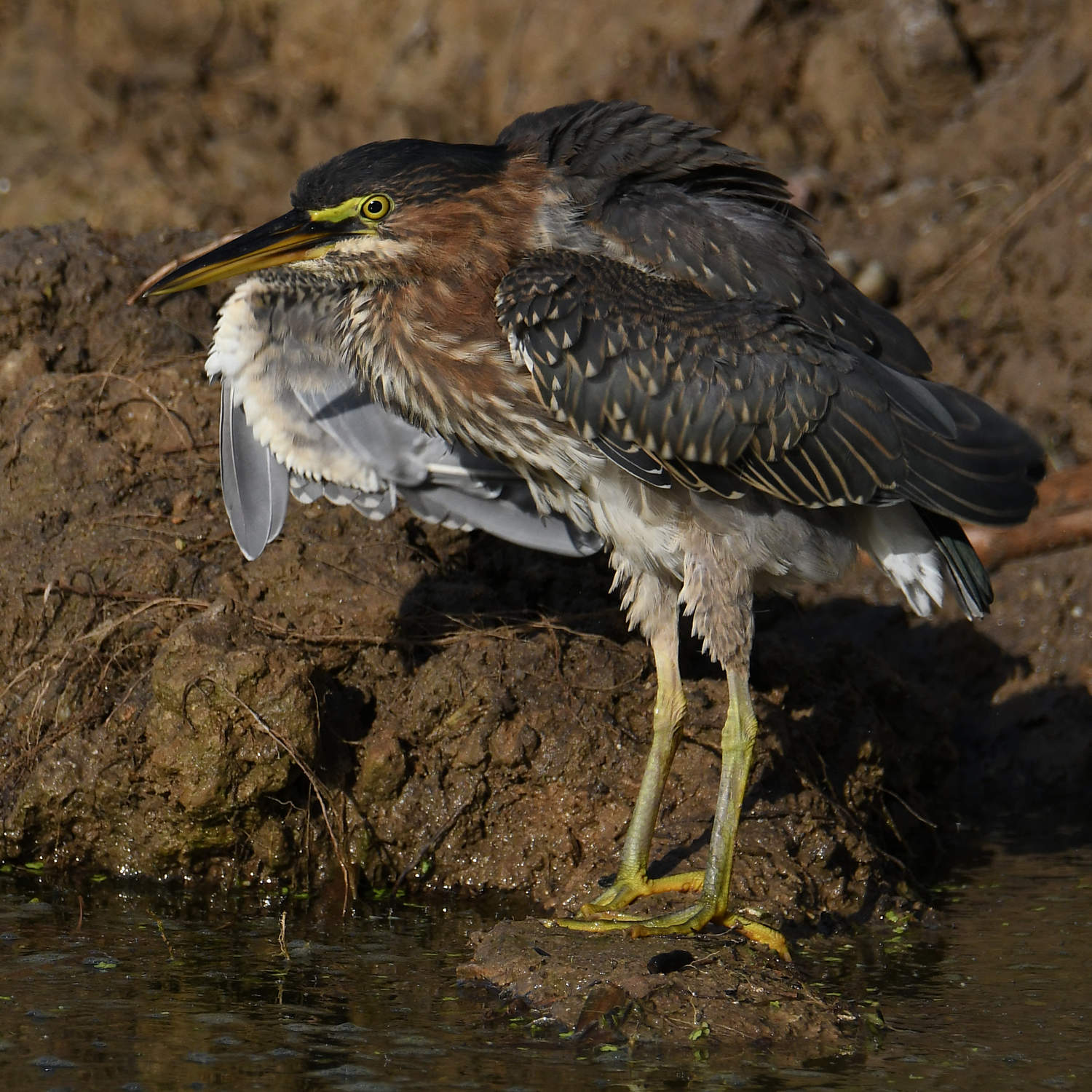 GreenHeron13.jpg