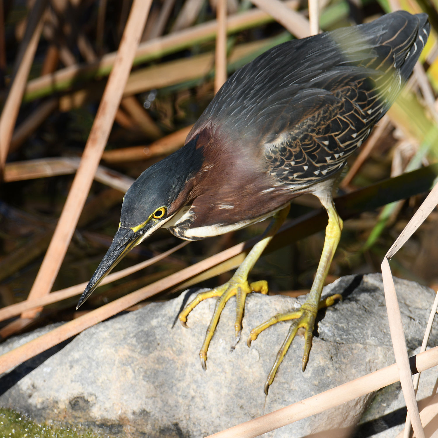 GreenHeron13.jpg