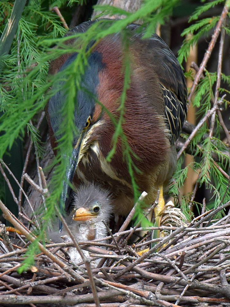 GreenHeron14.jpg