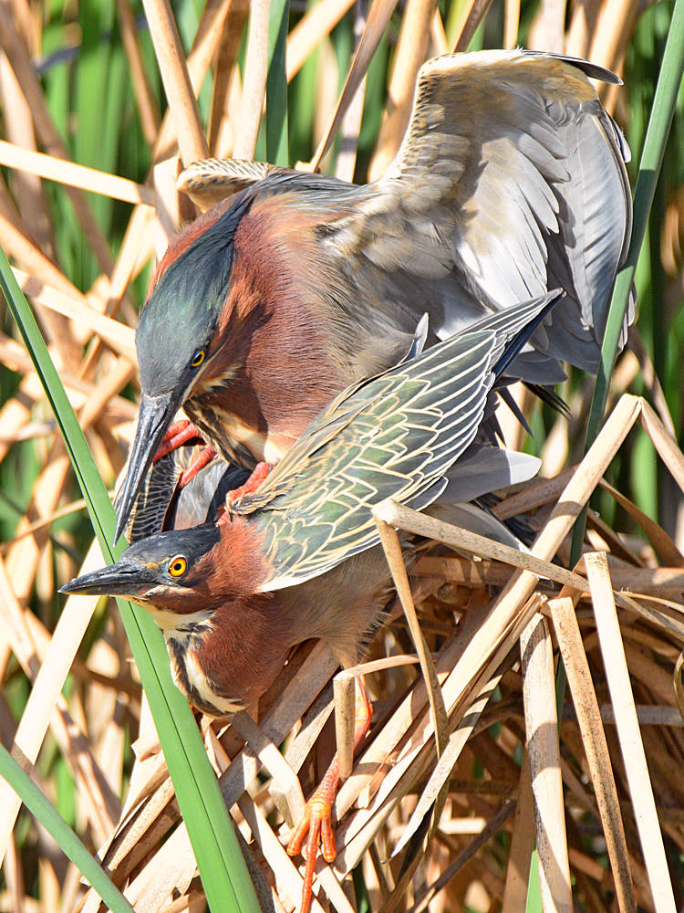 GreenHeron14.jpg