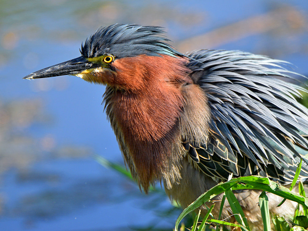 GreenHeron14.jpg