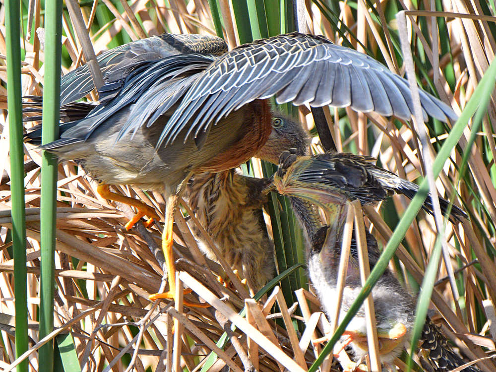 GreenHeron14.jpg