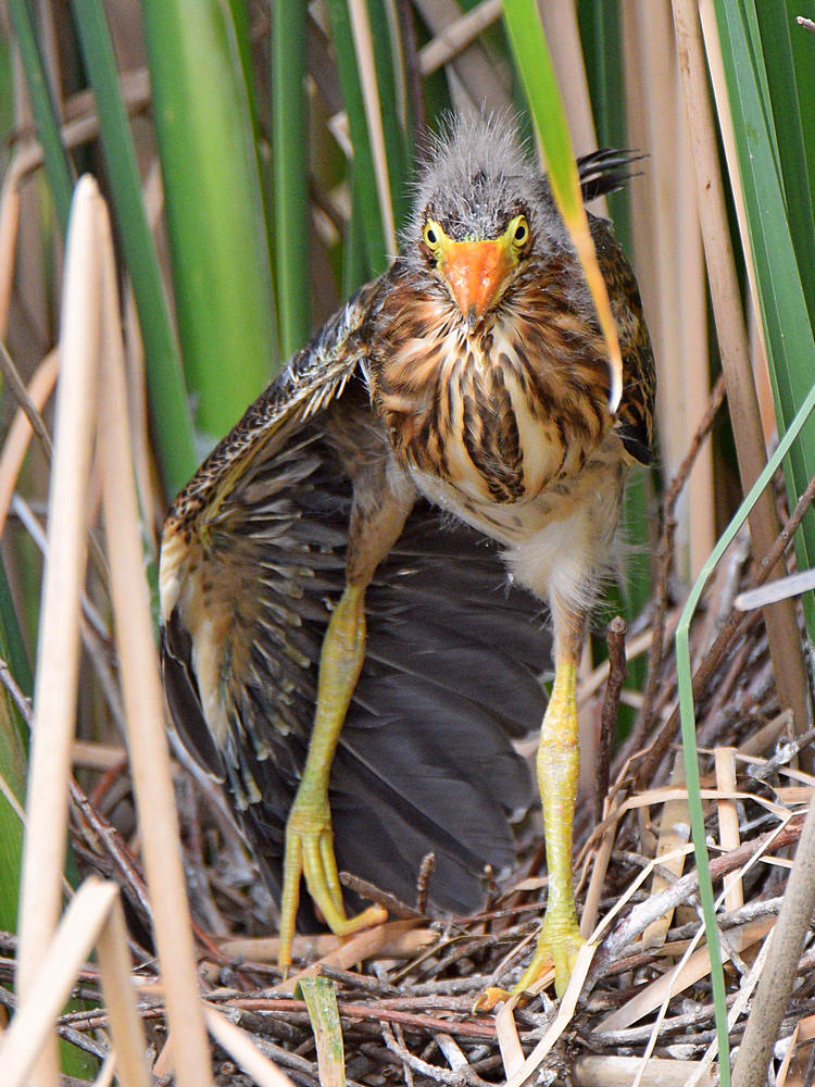 GreenHeron14.jpg