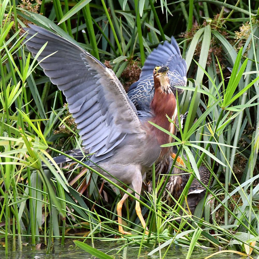GreenHeron14.jpg