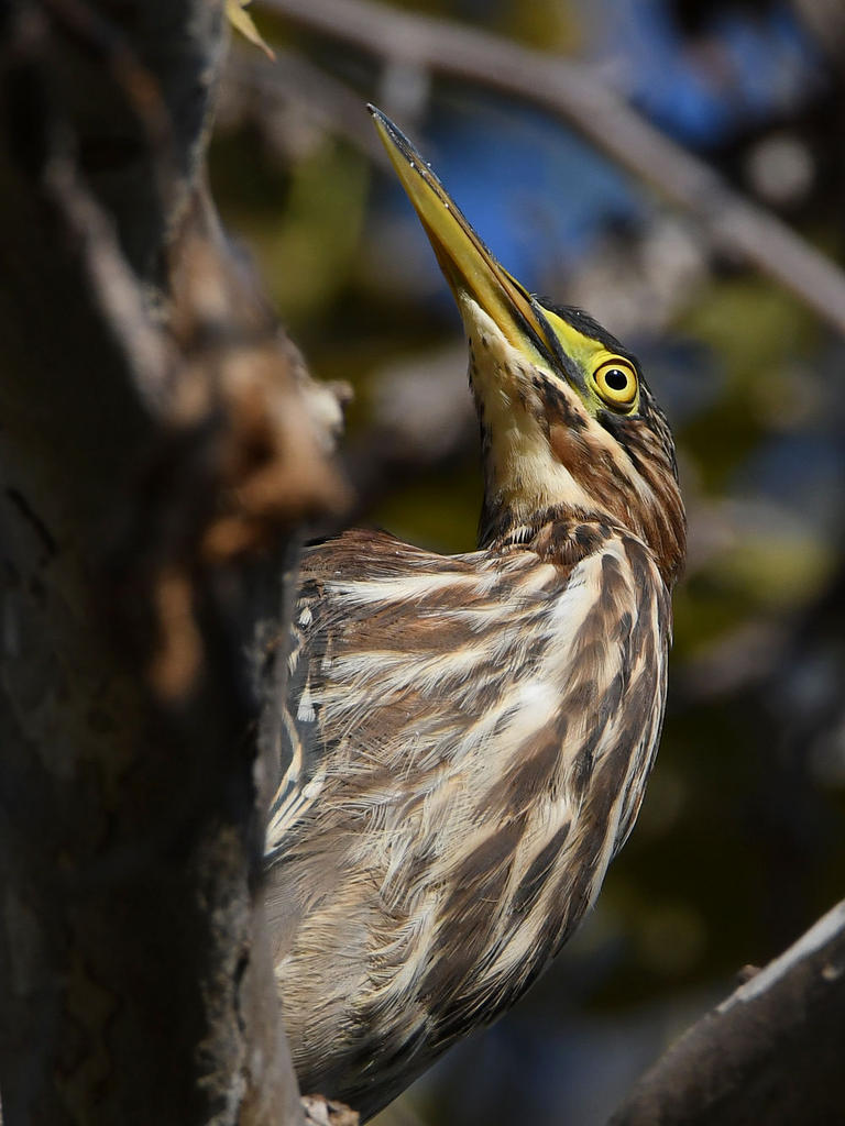 GreenHeron14.jpg