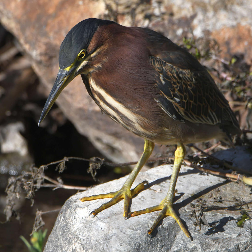 GreenHeron14.jpg