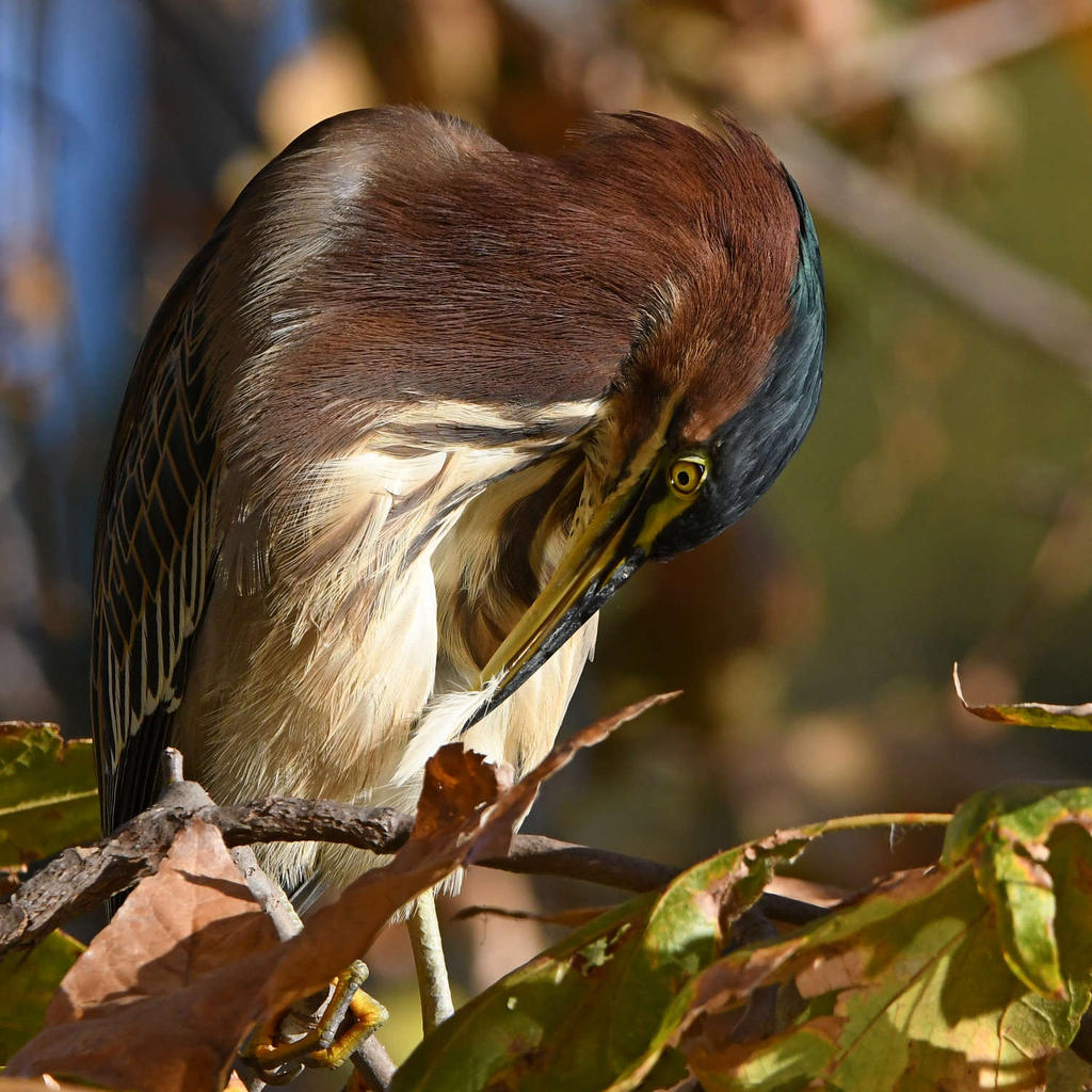 GreenHeron14.jpg