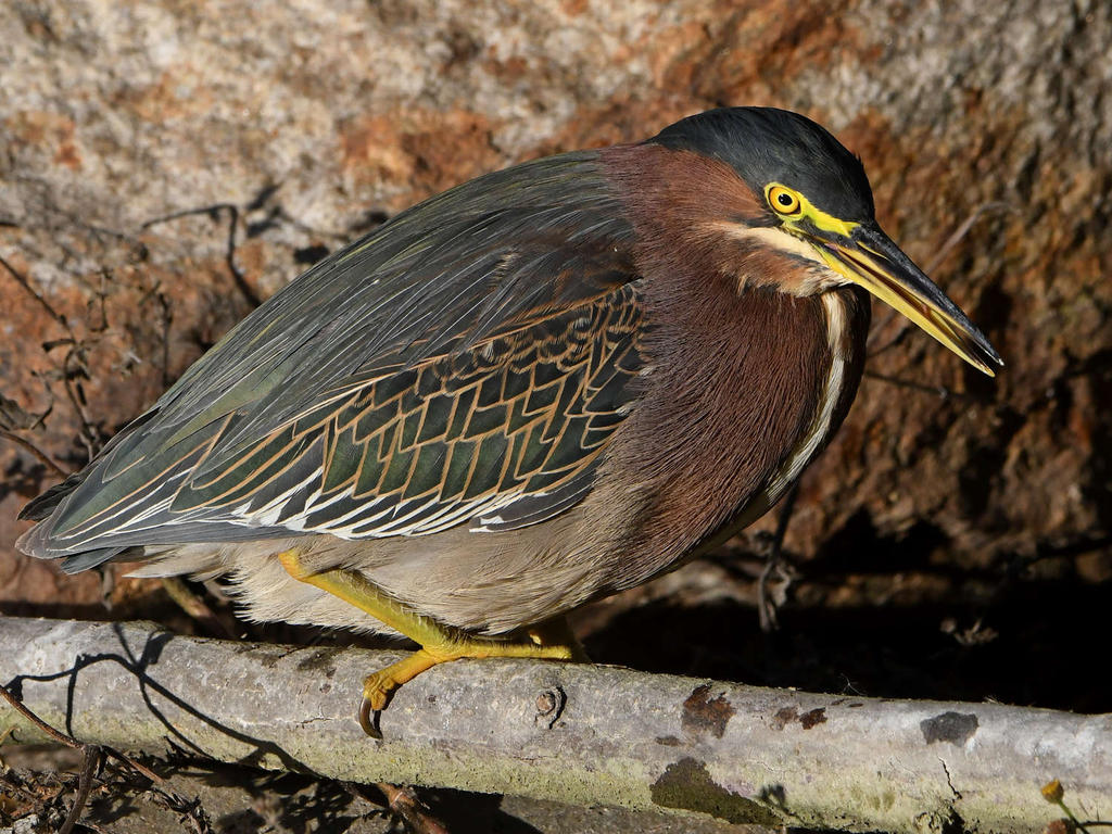 GreenHeron14.jpg
