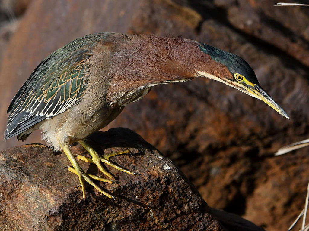 GreenHeron14.jpg