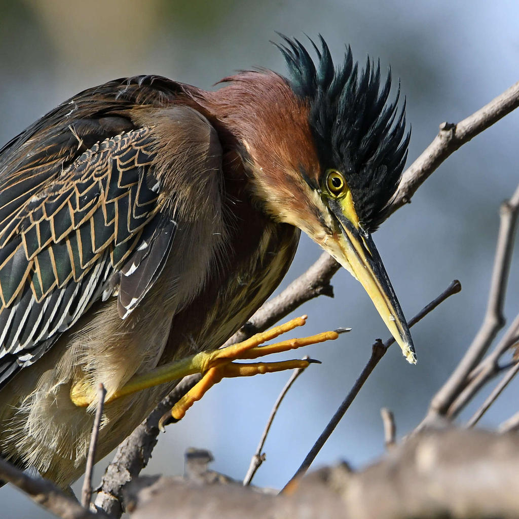 GreenHeron14.jpg