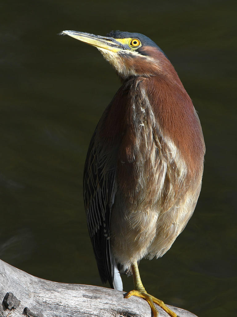 GreenHeron14.jpg