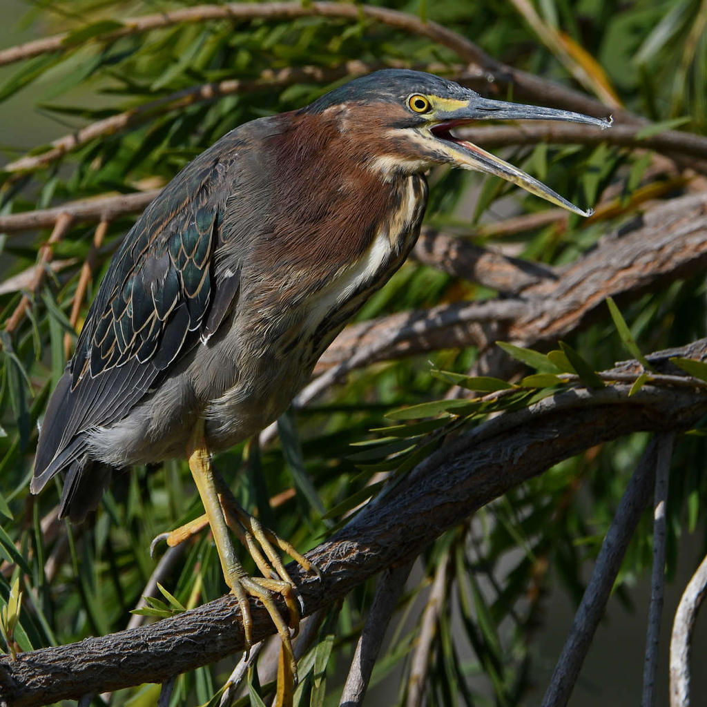 GreenHeron14.jpg