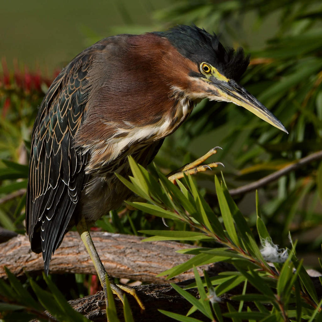 GreenHeron14.jpg