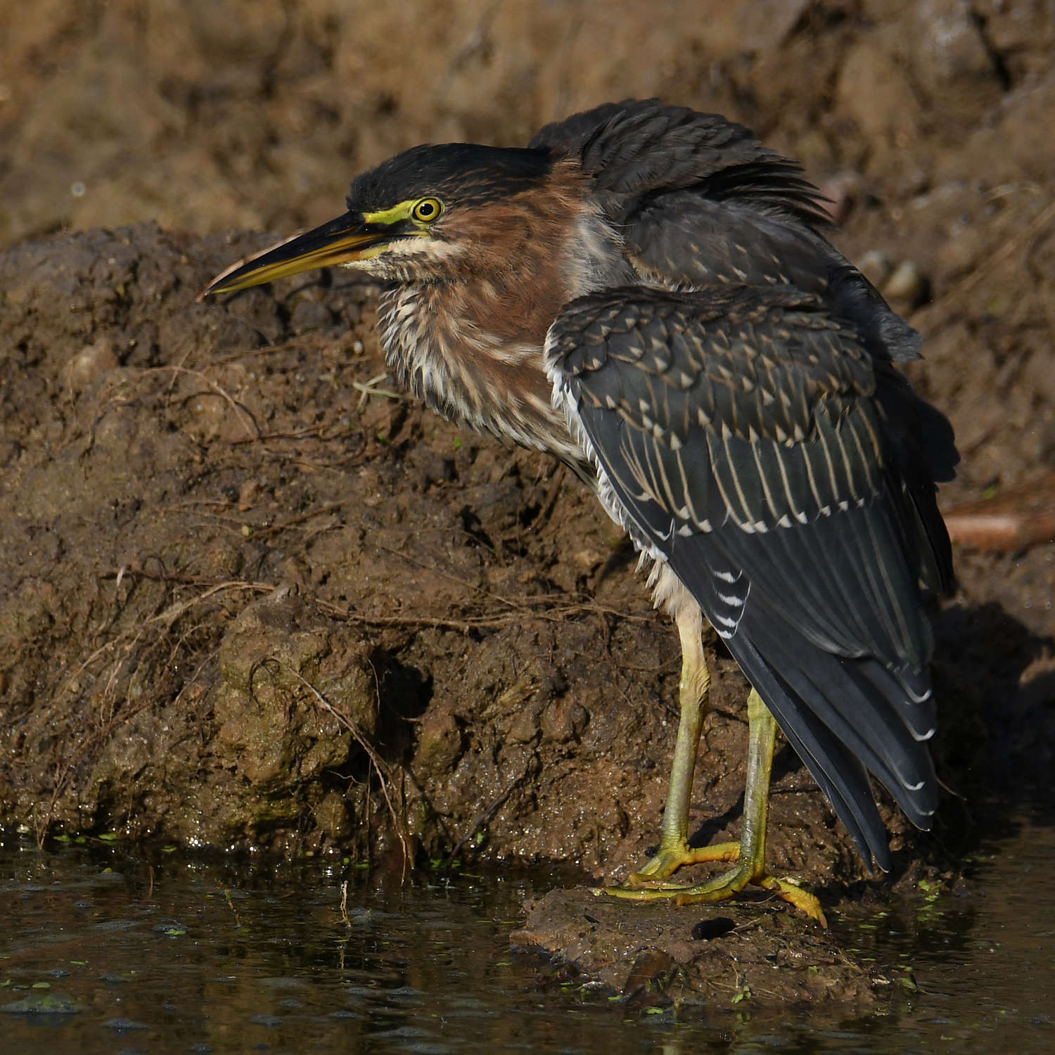 GreenHeron14.jpg