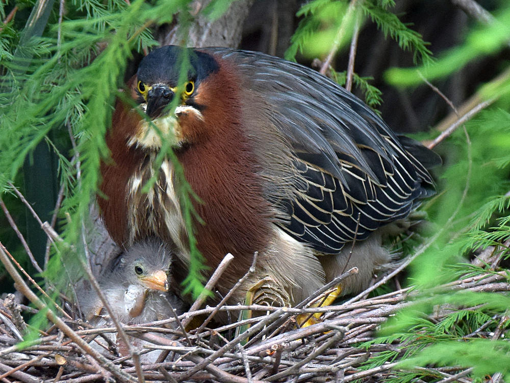GreenHeron15.jpg