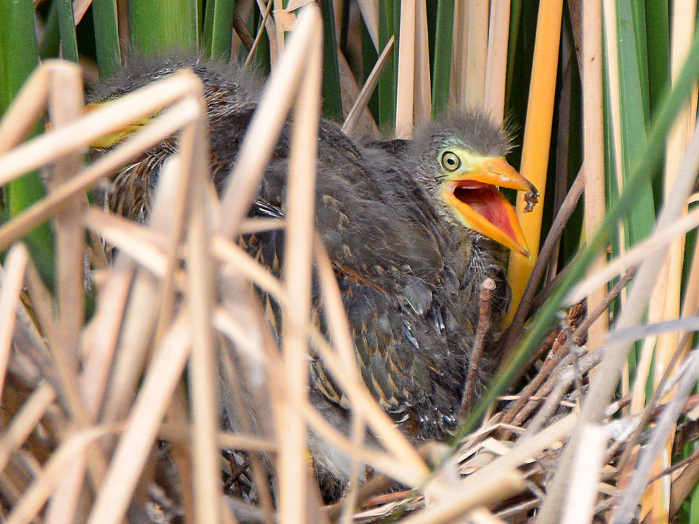GreenHeron15.jpg