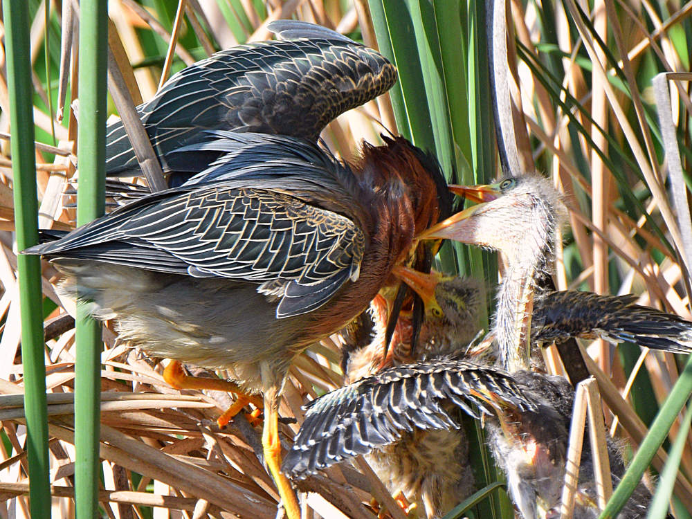 GreenHeron15.jpg