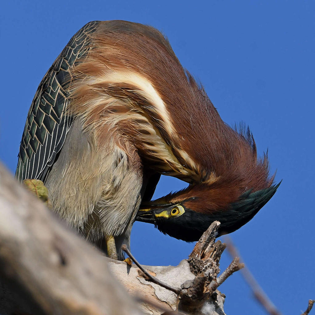GreenHeron15.jpg