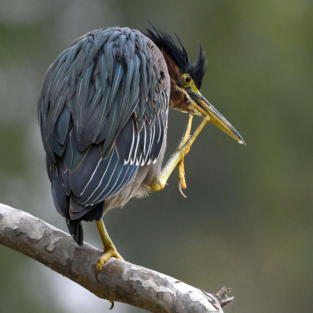 GreenHeron15.jpg