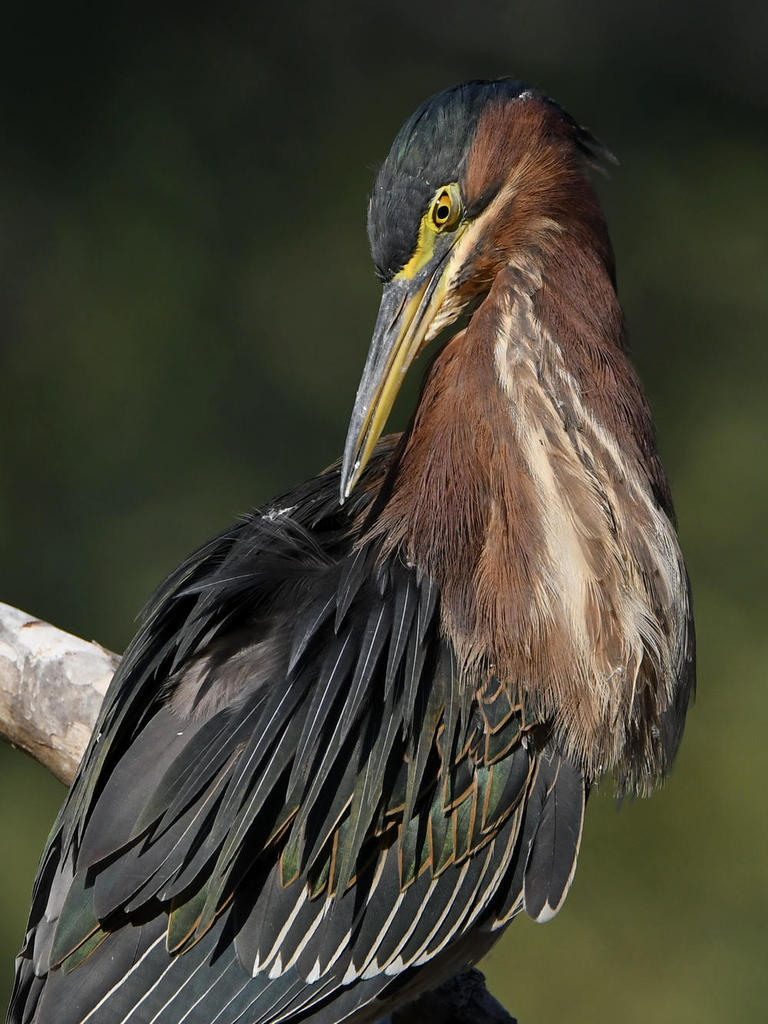 GreenHeron15.jpg
