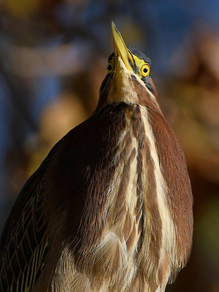 GreenHeron15.jpg