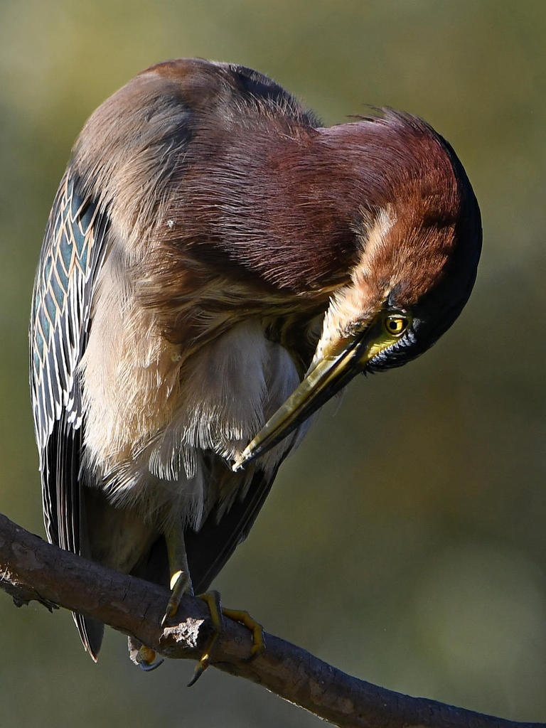 GreenHeron15.jpg