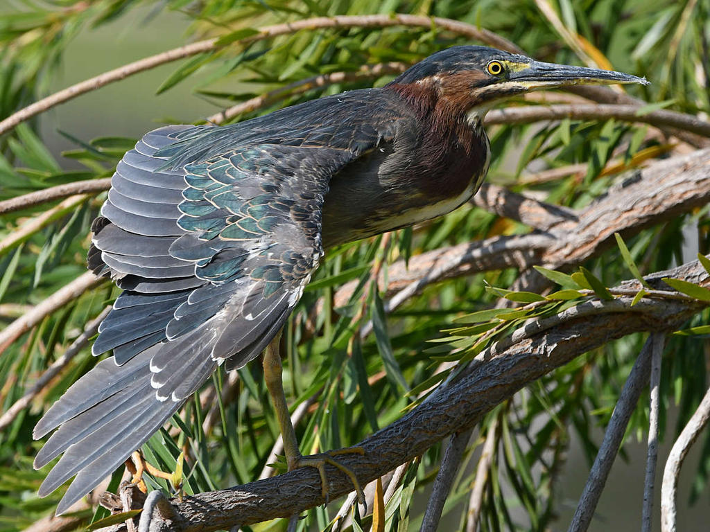 GreenHeron15.jpg