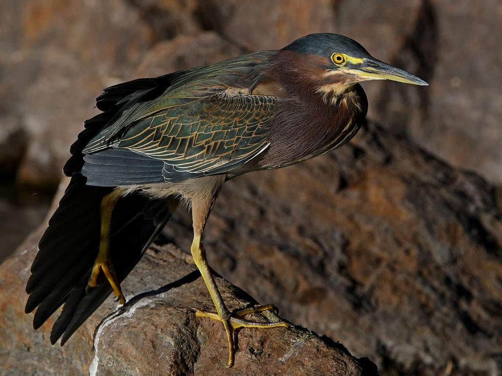 GreenHeron15.jpg