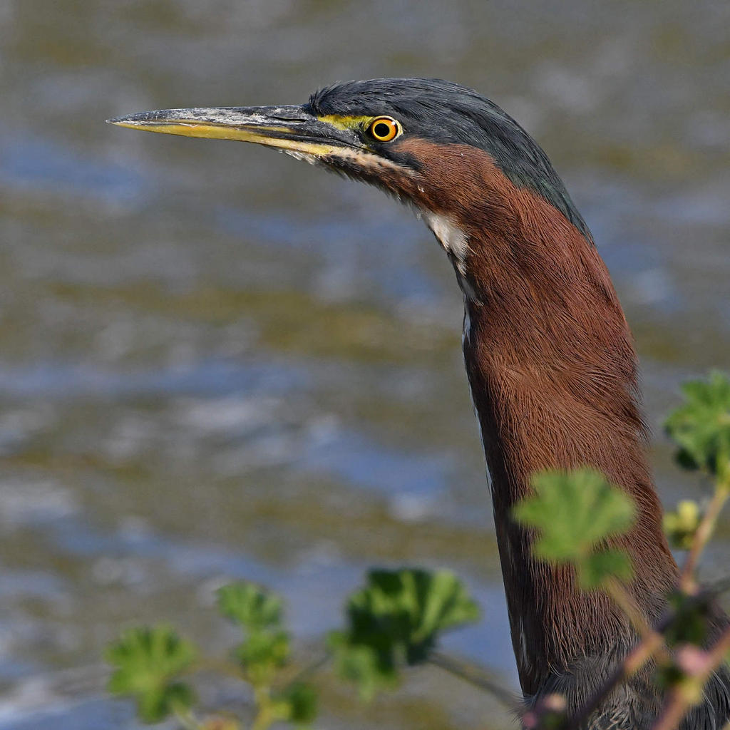 GreenHeron15.jpg
