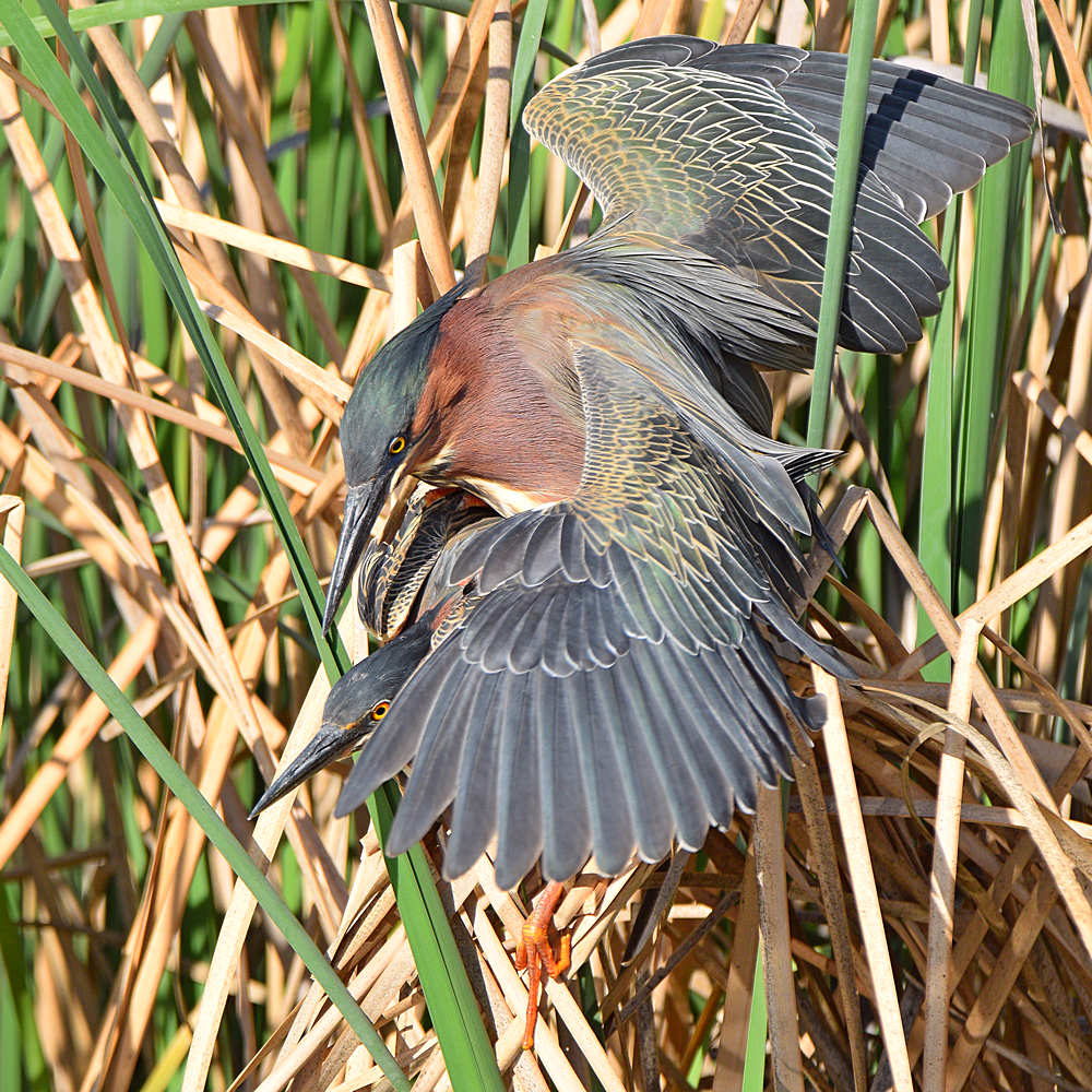 GreenHeron16.jpg