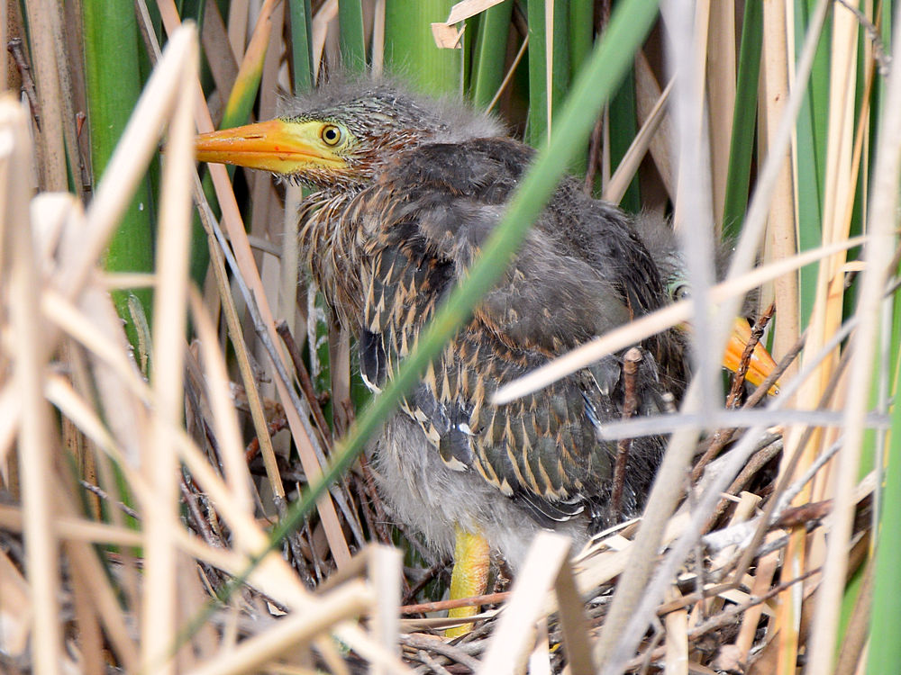 GreenHeron16.jpg