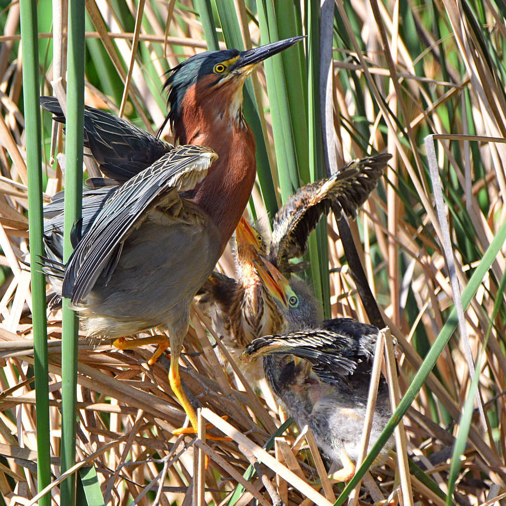 GreenHeron16.jpg